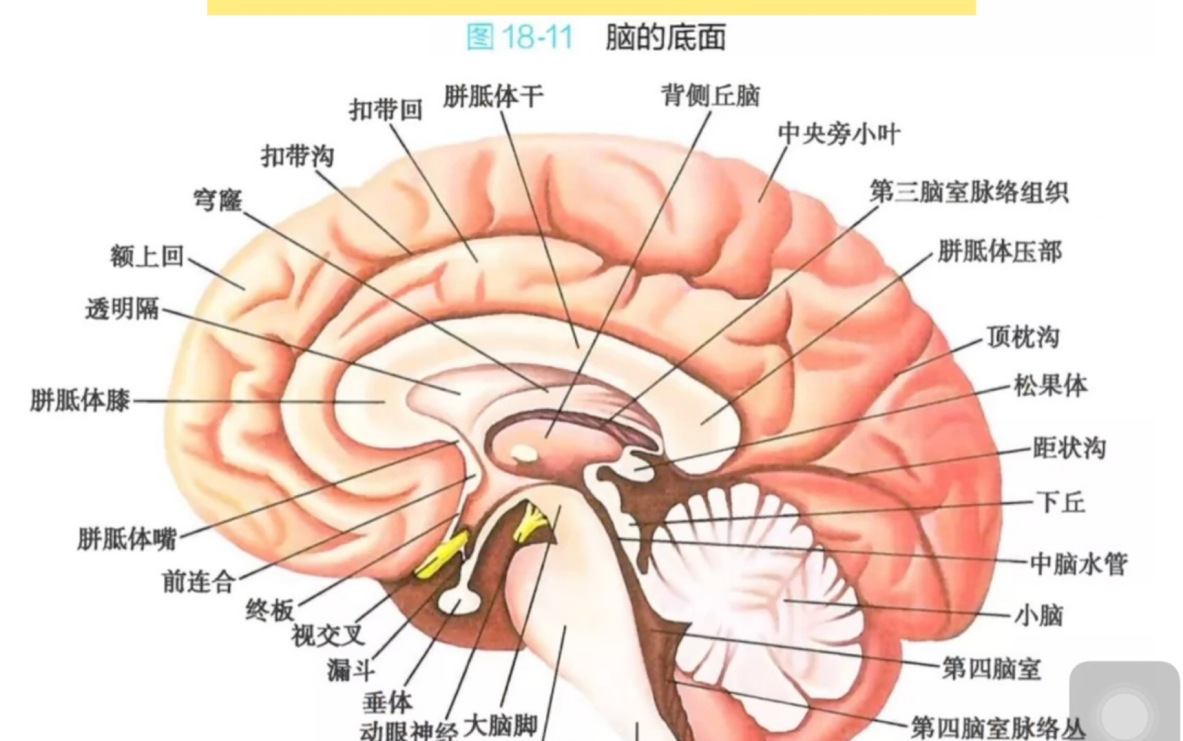 推介贼好用的医学公众号哔哩哔哩bilibili