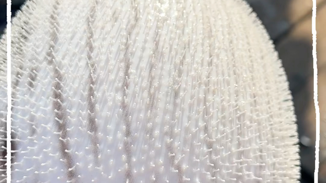 河豚鱼都想抽烟了