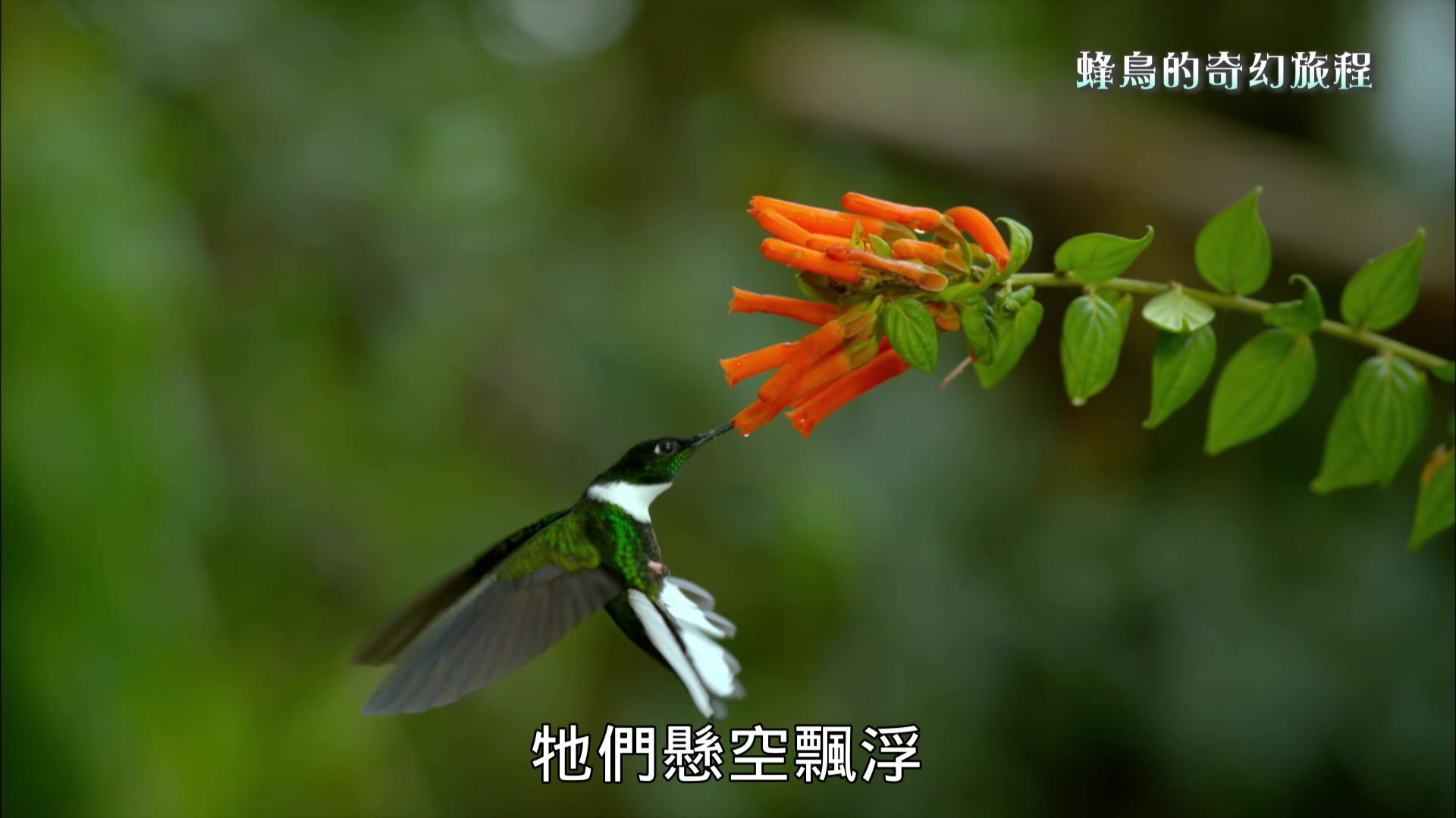 [图]PTS公视 生态全纪录 蜂鸟的奇幻旅程