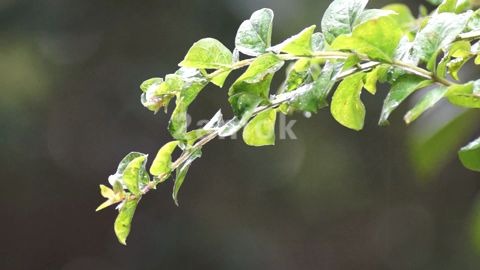 雨中绿叶写意空镜,凌晨两点视频素材网,视频素材,实拍视频素材哔哩哔哩bilibili