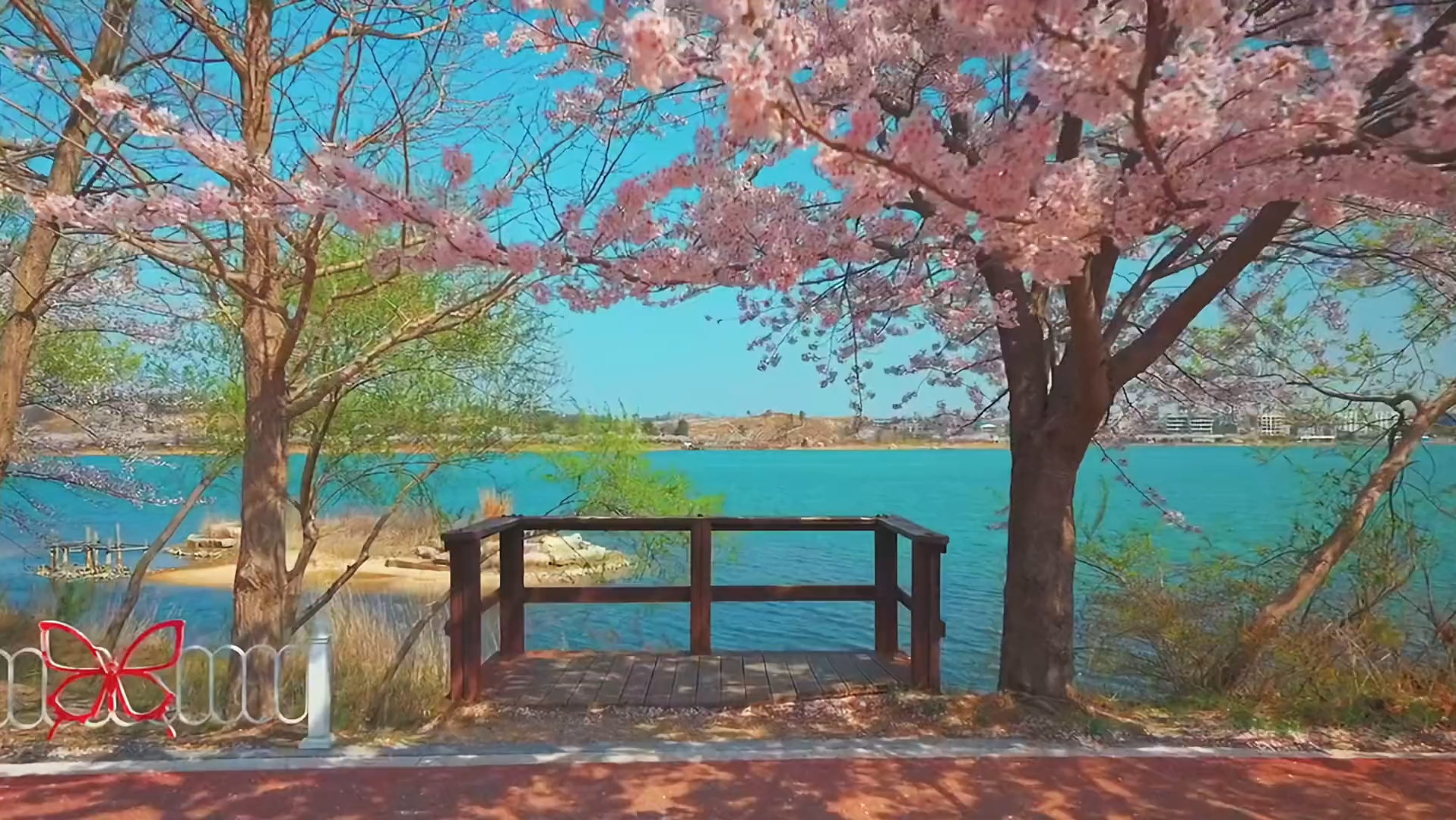 [图]“樱花飘散，朝开夕凋”