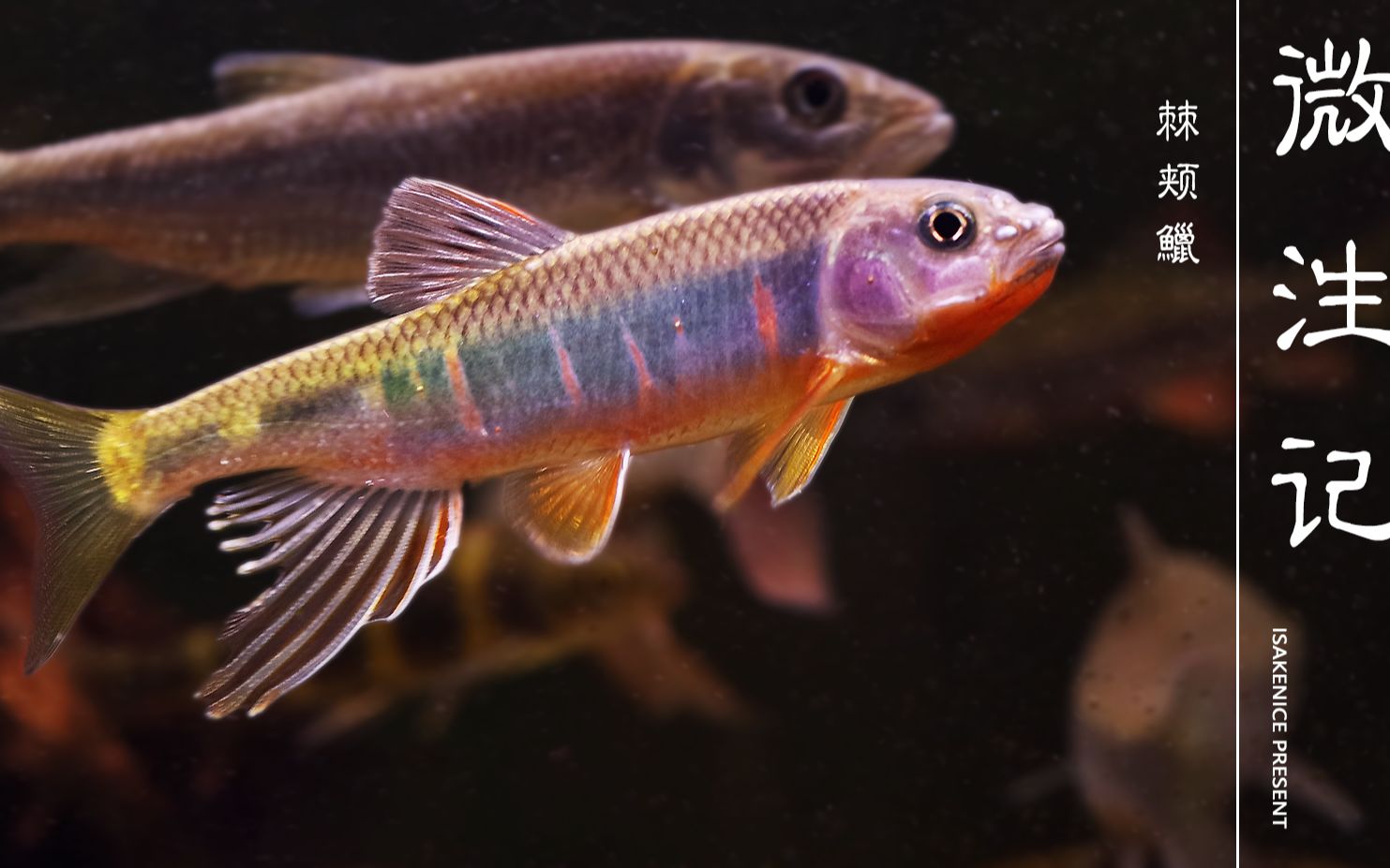 【微泩记23】入水桃花:棘颊鱲