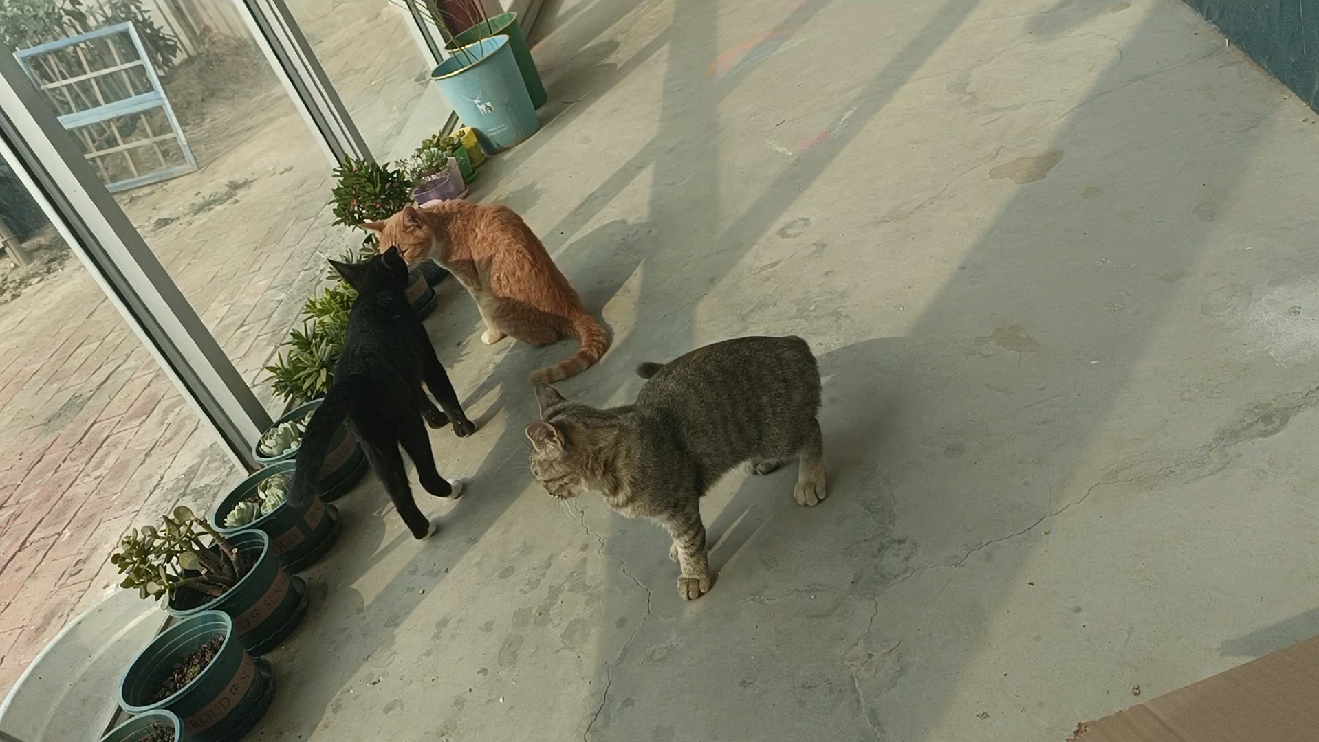 猫中泰迪!超级调皮捣蛋猫