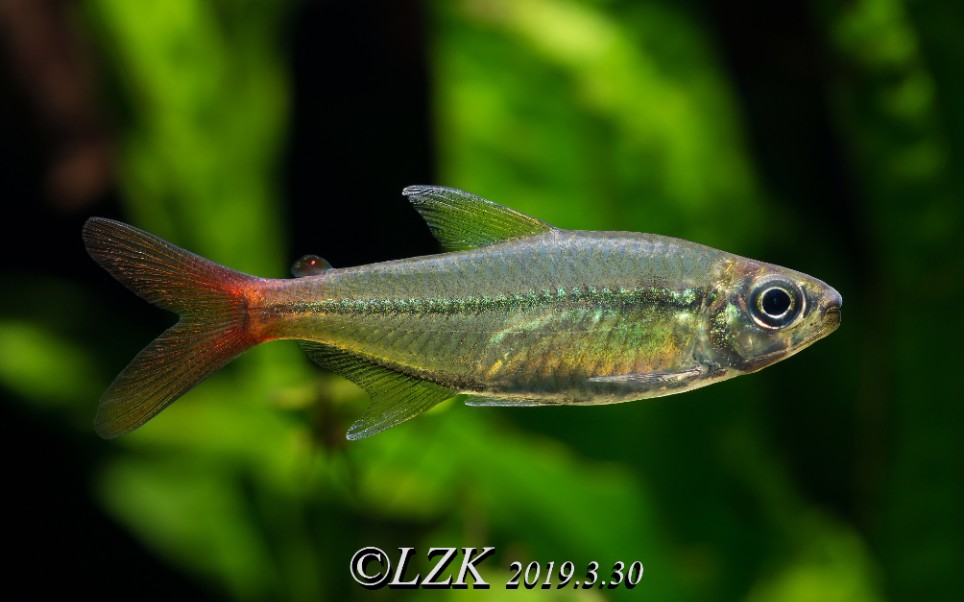 【鱼缸】【灯鱼】红尾科佩依 夸示_哔哩哔哩_bilibili