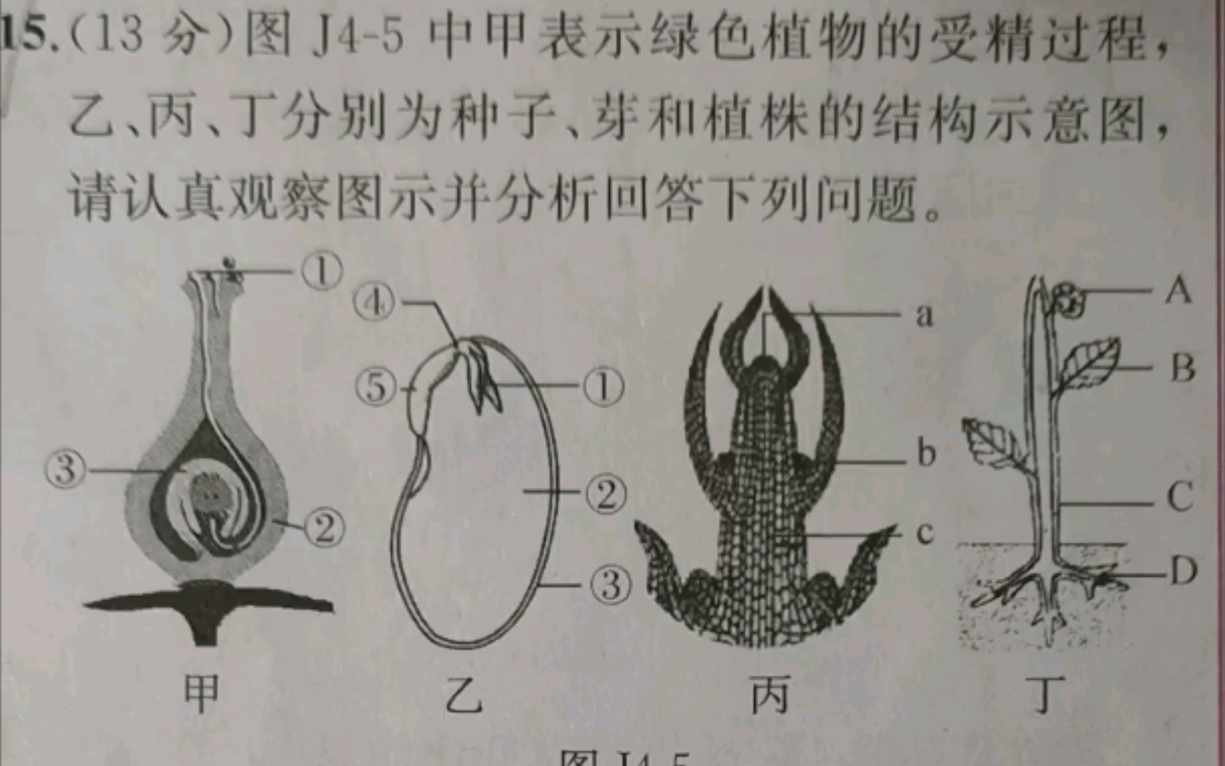 中考专项复习——花 受精作用 叶芽结构 菜豆种子结构 枝条 的关系(人教版初中生物七年级上册)哔哩哔哩bilibili