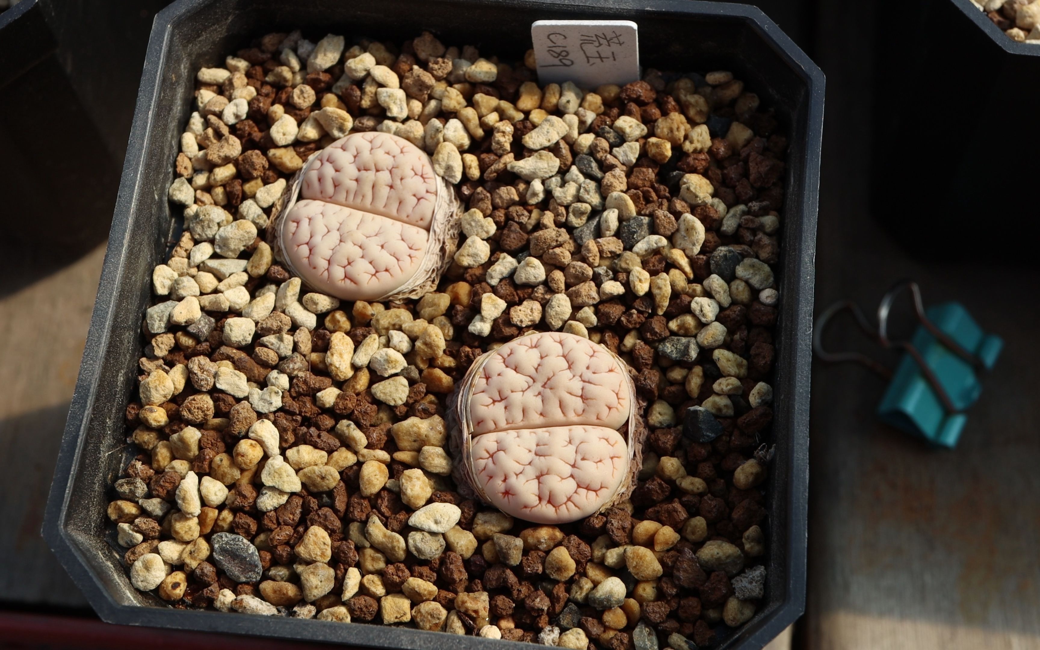 生石花荒玉c189脱皮后