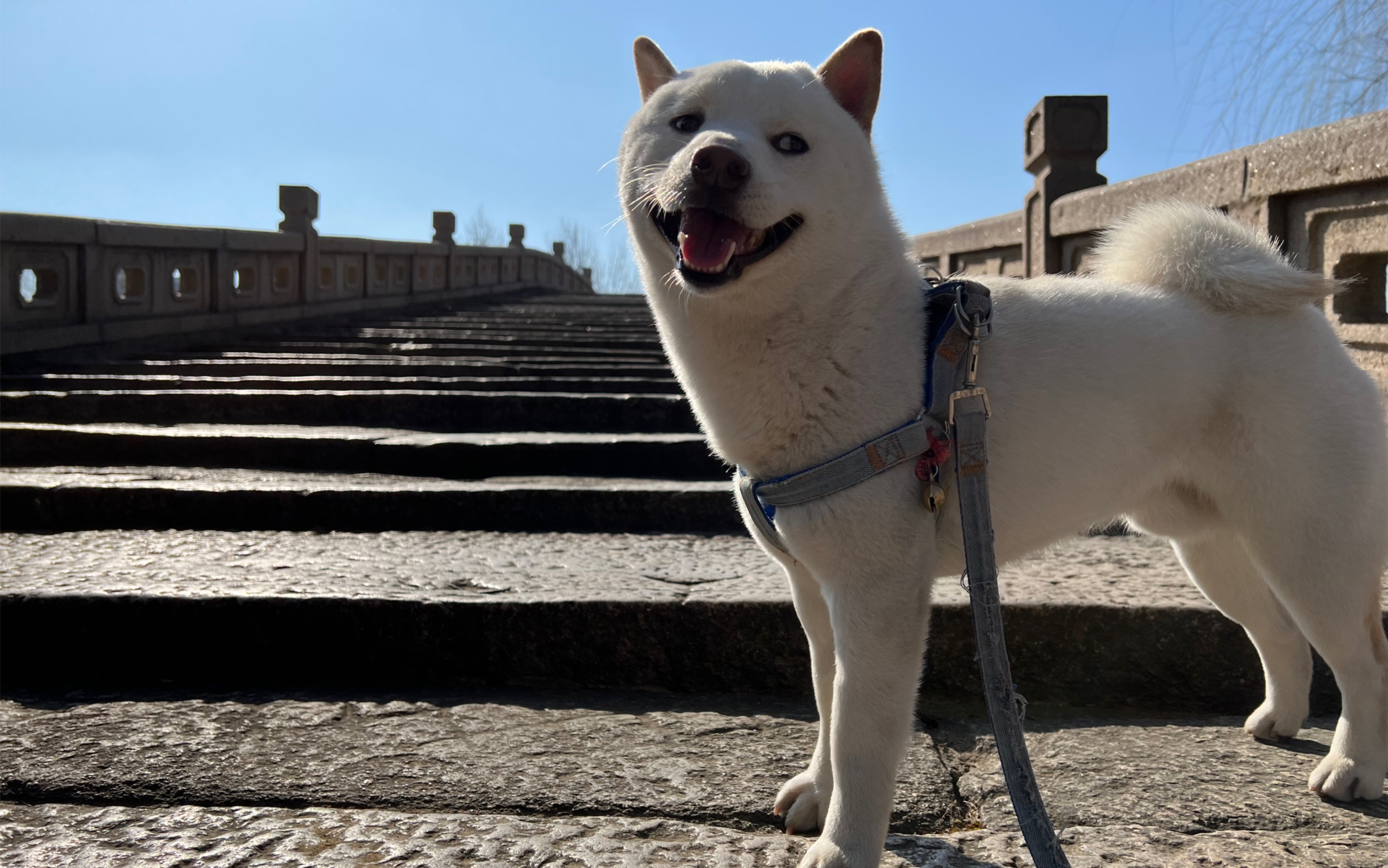 边跑边笑的白柴max!