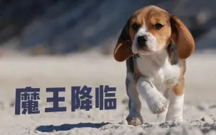 Download Video: 为什么管比格犬叫「大魔王」？