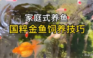 国粹琉金金鱼 搜索结果 哔哩哔哩 Bilibili 国粹琉金金鱼 搜索结果 哔哩哔哩 Bilibili