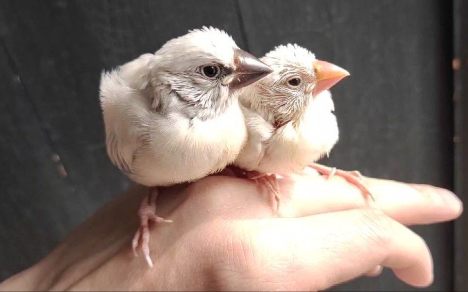 帮朋友买了两只文鸟雏鸟,捧在手心里真怕它们化了,因为实在太萌了