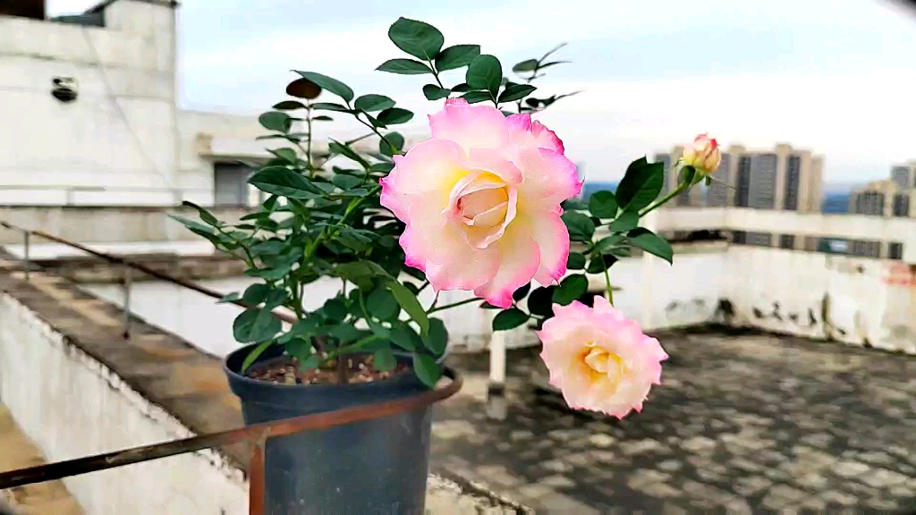 [月季花]六翼天使