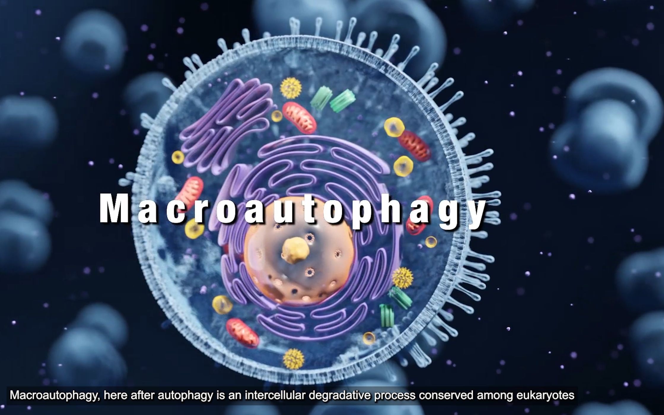 细胞自噬The mechanism of autophagy哔哩哔哩bilibili