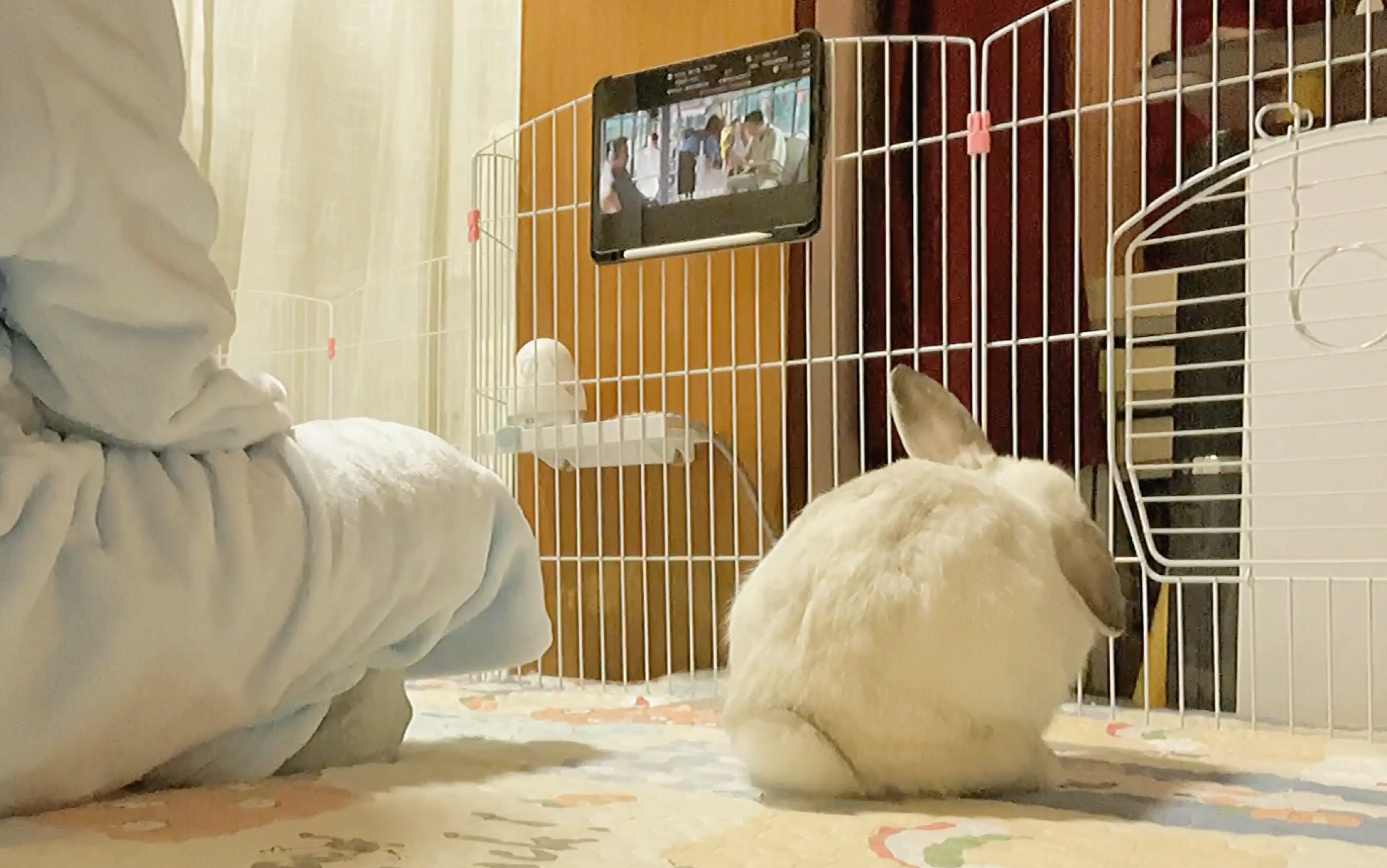 治愈系|和兔宝的晚间温馨追剧时刻