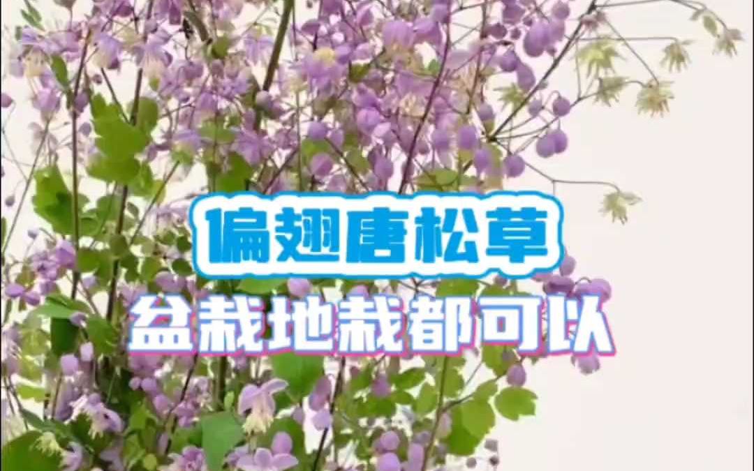 偏翅唐松草盆裁地栽都可以哔哩哔哩bilibili