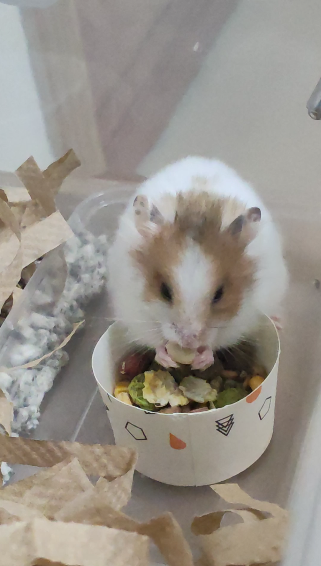 活动作品乖巧假面金丝熊在线吃播