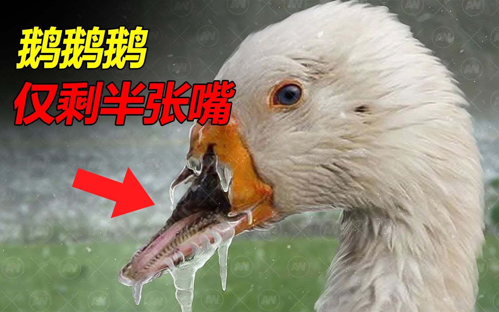 仅剩半张嘴的鹅,遭遇了什么?残疾动物在野外还能活吗?