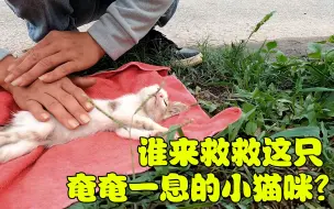 Download Video: 小猫咪躺在路边奄奄一息，被好心小哥发现，它能活下来吗？