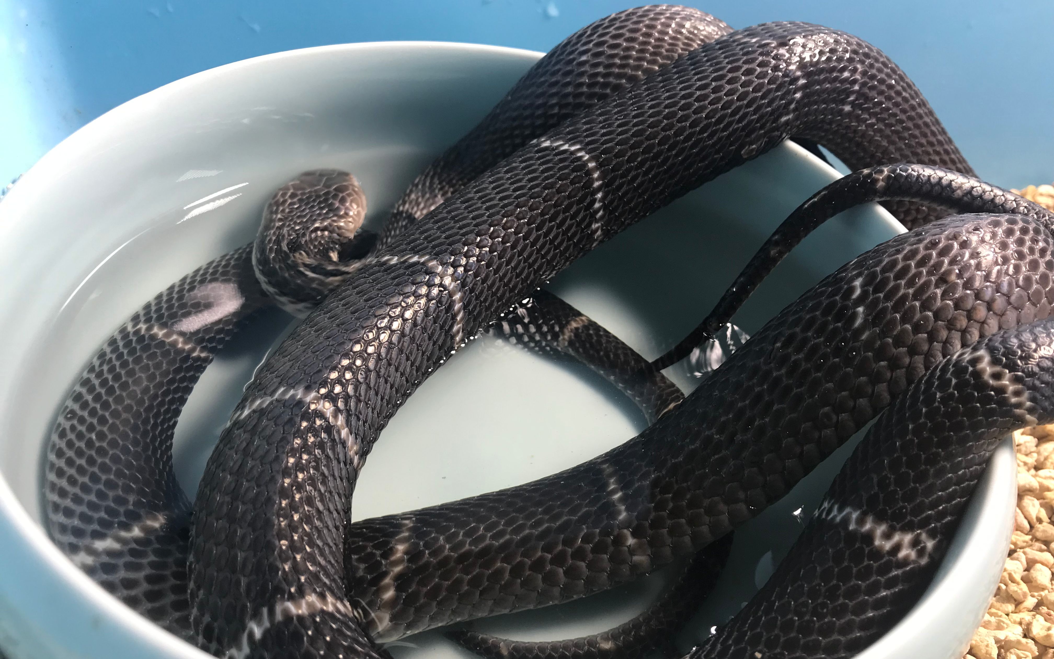 作为眼镜蛇来讲好看的皮囊千篇一律鲜美的味道万中无一其实是活体拆箱