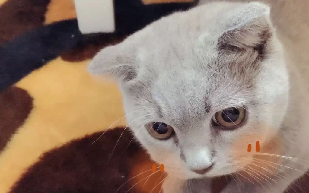 【snh48】【钱蓓婷x李宇琪】演播厅变红娘站,小钱搭毛毛,车速瞬间不知