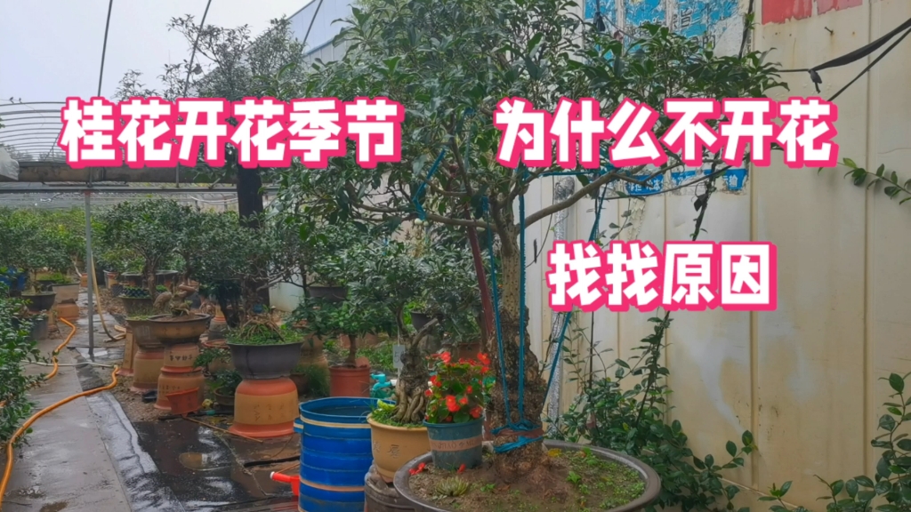 [图]八月桂花香，进入花期却不开花的原因，一定要了解这些知识