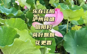 Descargar video: 乐在江阳，泸州夏季咀阳村荷你有约，感受另一种美好