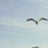 空镜头 海鸥蓝天白云飞翔天空素材分享