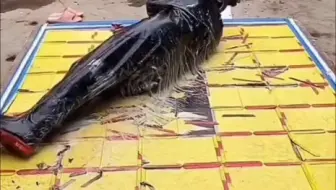 《禁止虐待动物》