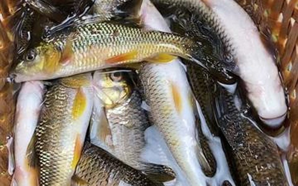 山涧小溪最美原生鱼最后放流的是小军鱼