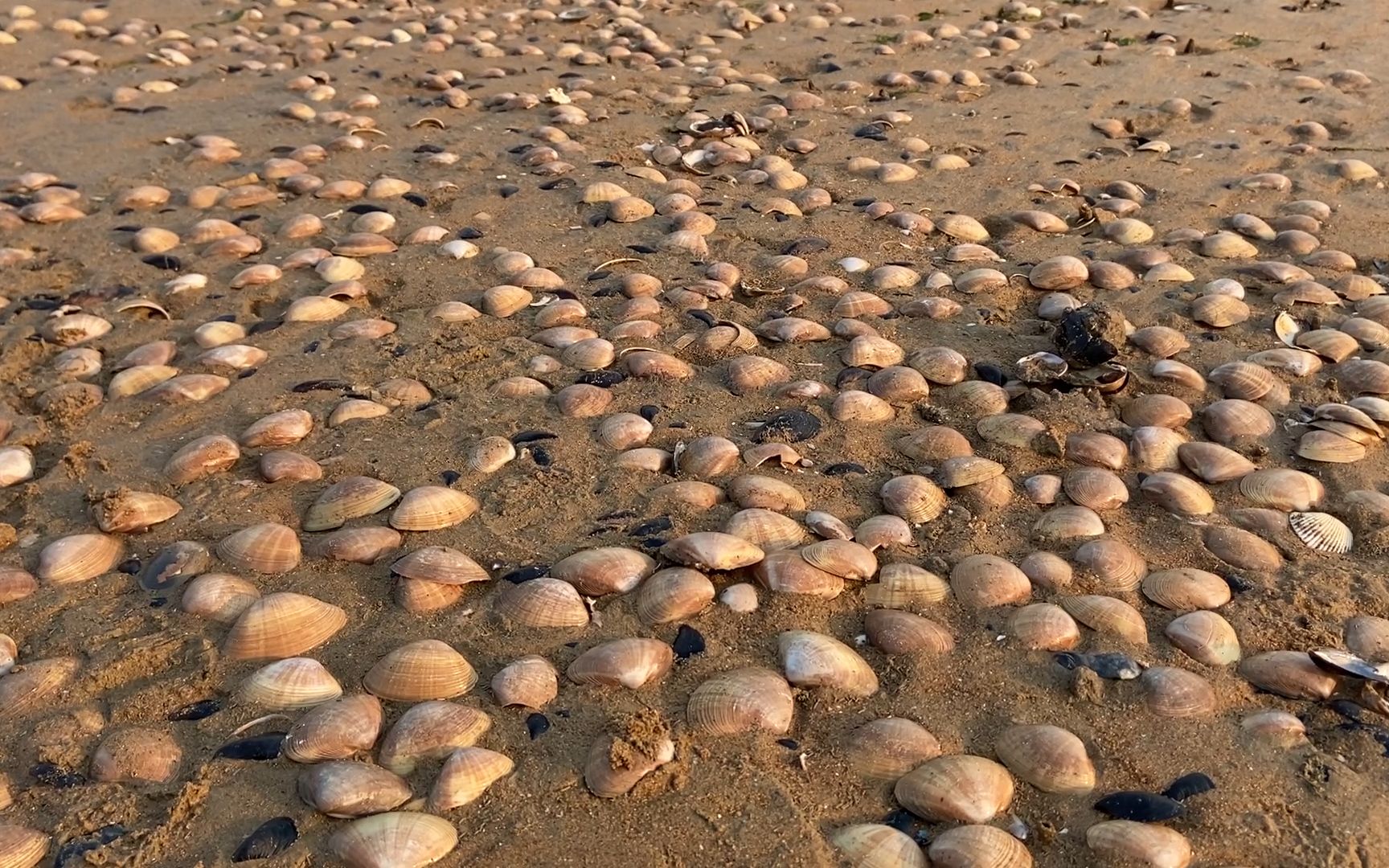 大風過後趕海,海邊刮來大片蛤蜊,小鬥還抓到咬著海蝦的扇貝