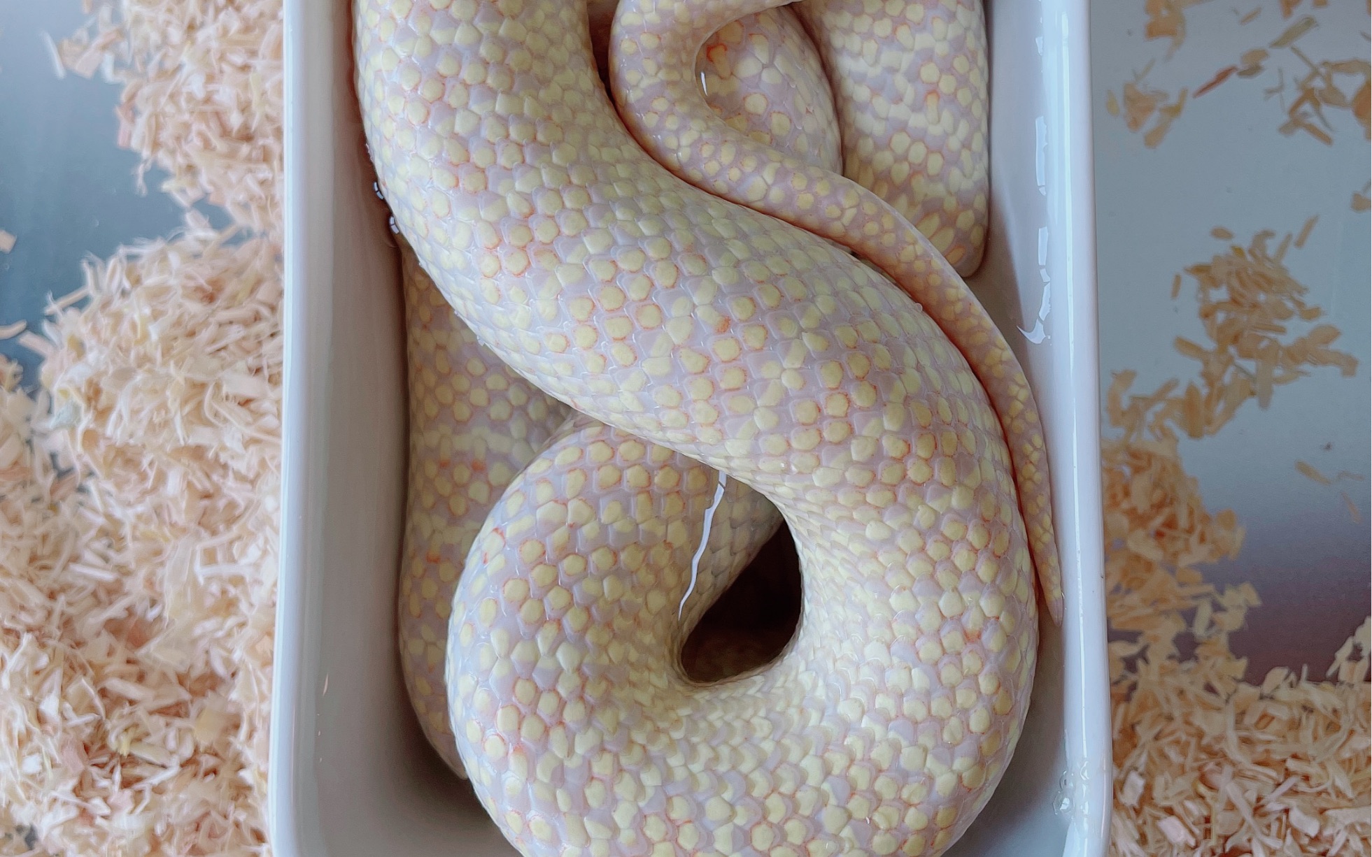 大家都吃这么多,凭什么你最胖!布鲁克王蛇称重