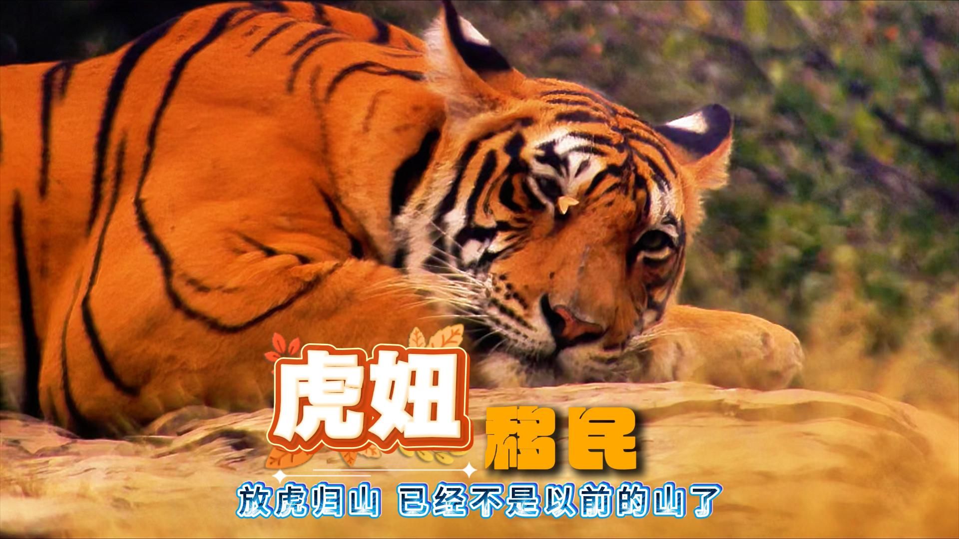 放虎归山,已经不是以前的山了