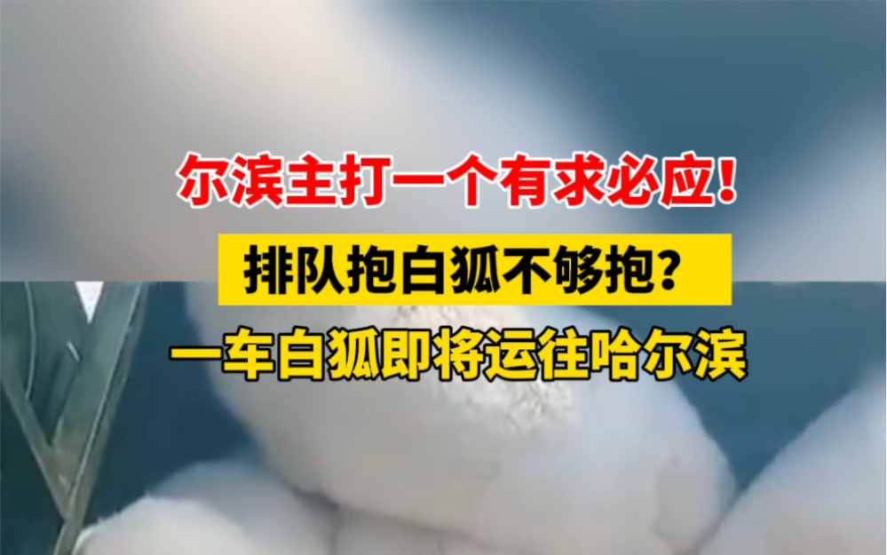 1月6日 #黑龙江牡丹江 #尔滨主打一个有求必应 排队抱白狐不够抱?一车白狐即将运往哈尔滨. #尔滨再掏几下就只剩滨了哔哩哔哩bilibili