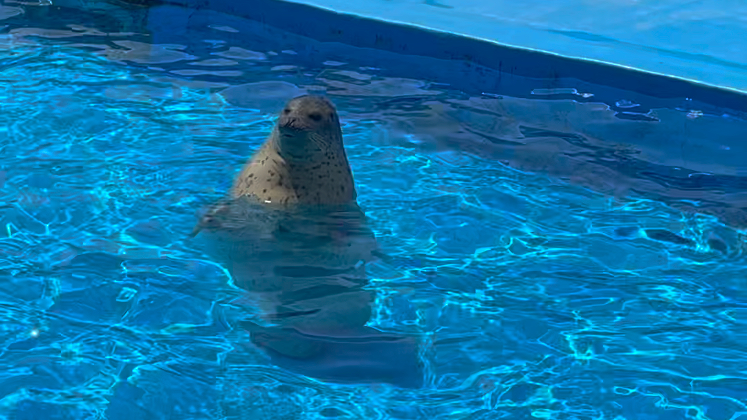 非洲毛皮海狮与斑海豹