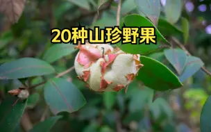 Download Video: 20种童年的山珍野果，没吃过10种以上别说自己是农村长大的