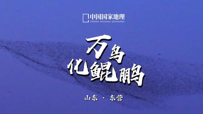 万鸟化鲲鹏,抟(tuán)风而上!