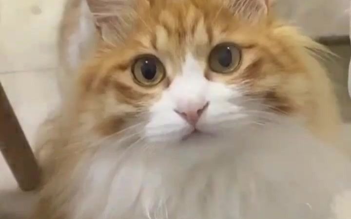 梅尼耶寻亲记全网寻找梅尼耶梅尼耶混剪