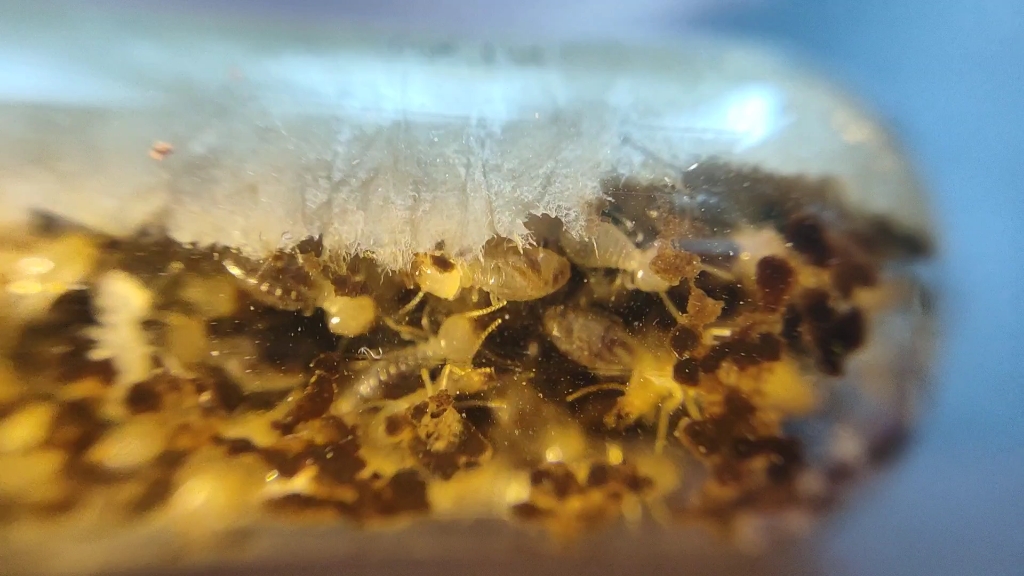 活动  大长鼻白蚁的……拍摄?