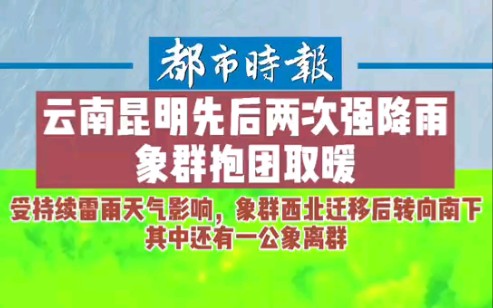 象群在雷雨中报团取暖 一头公象离群哔哩哔哩bilibili