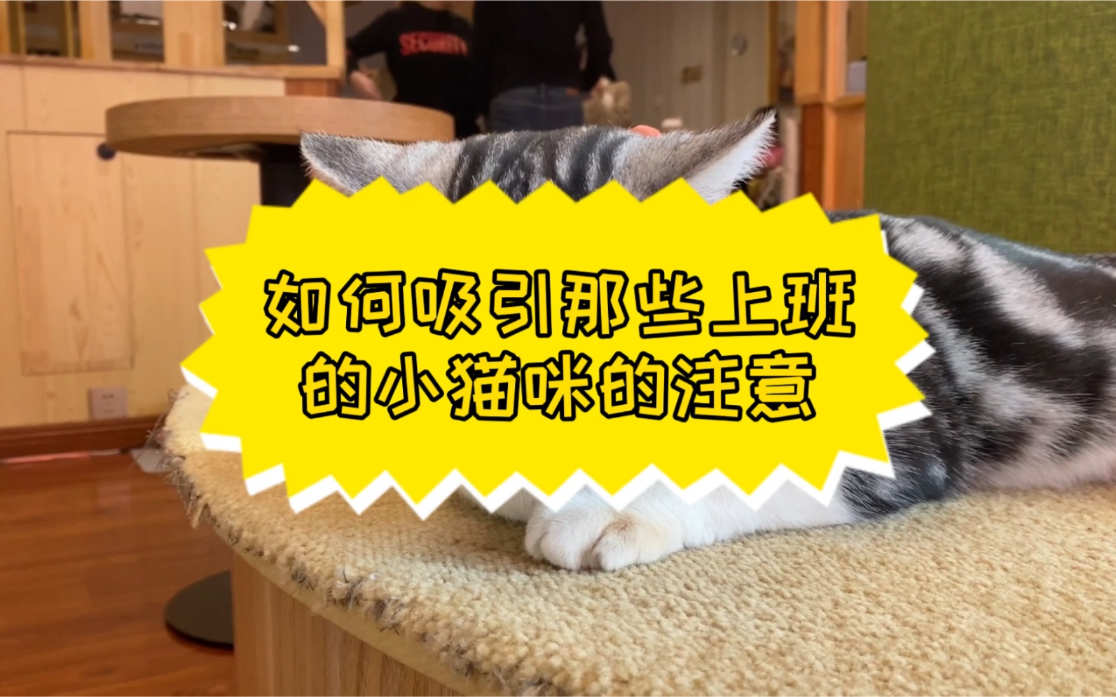 如何吸引猫咖的小猫咪的注意哔哩哔哩bilibili