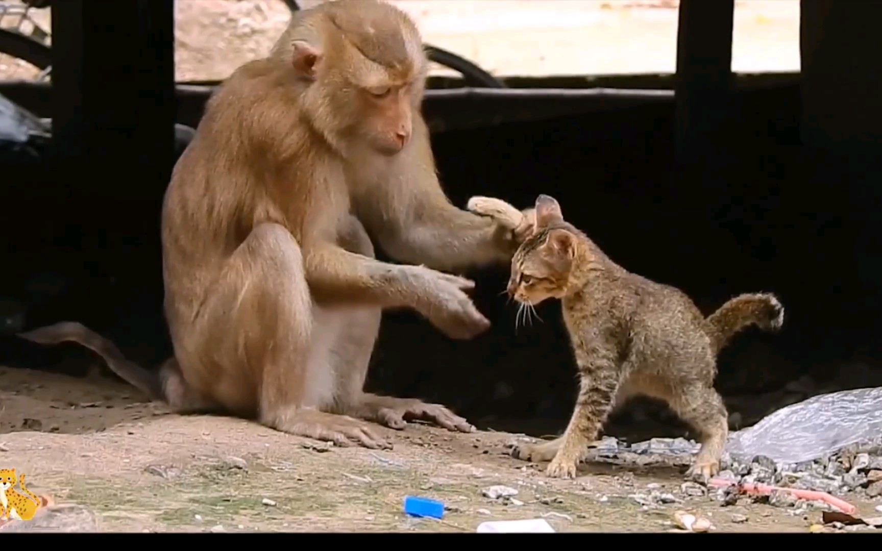 【看看猴子多讨厌,猫咪狗子人类统统沦陷,被折磨的痛不欲生.