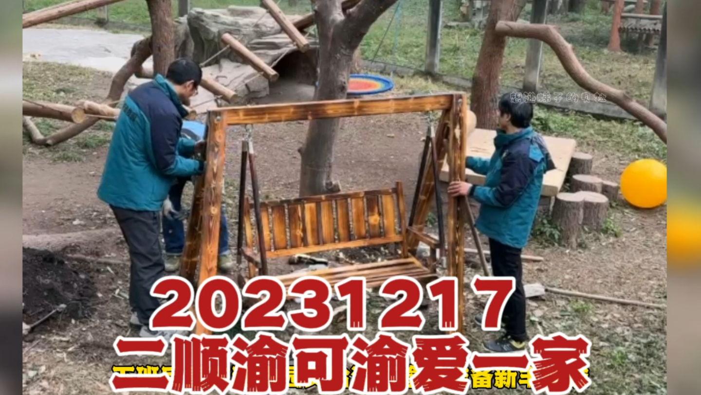 20231217渝可渝爱下班后,重动给他们准备了新丰荣(木秋千),感觉比萌兰的铁王座巴适;渝可渝爱和盆盆奶,二顺公主吃下午茶哔哩哔哩bilibili