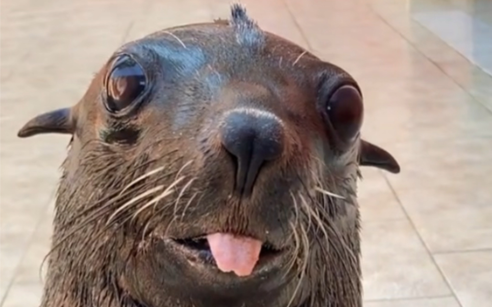 超萌的海狮宝宝 野生动物零距离 万物皆有灵性