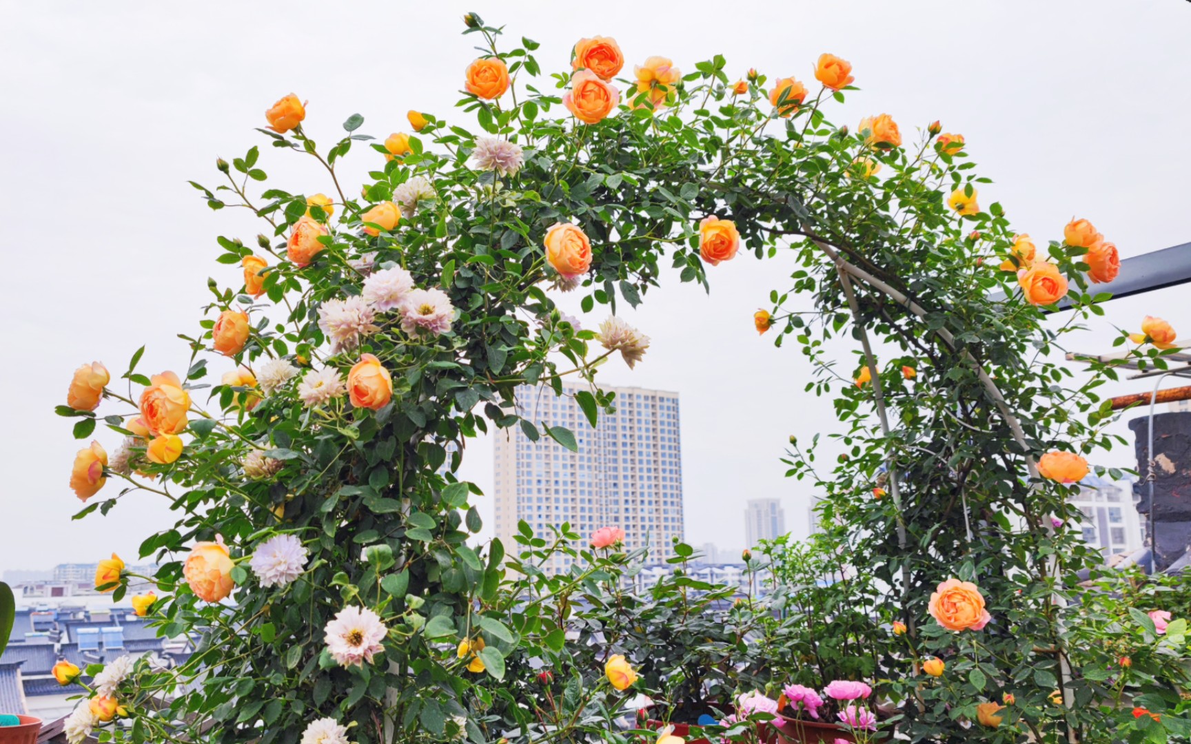 江南小院的月季初花,阴天也很美的夏洛特夫人拱门,天方夜谭,加百列大