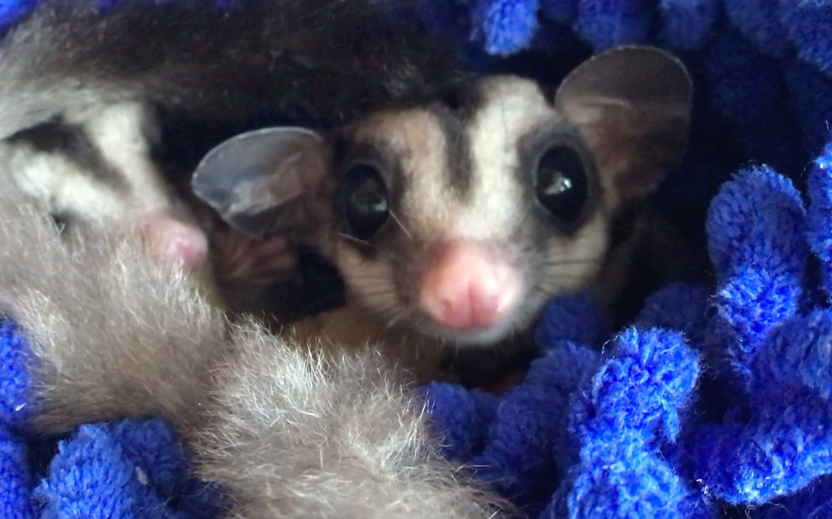 好奇的大眼睛蜜袋鼯