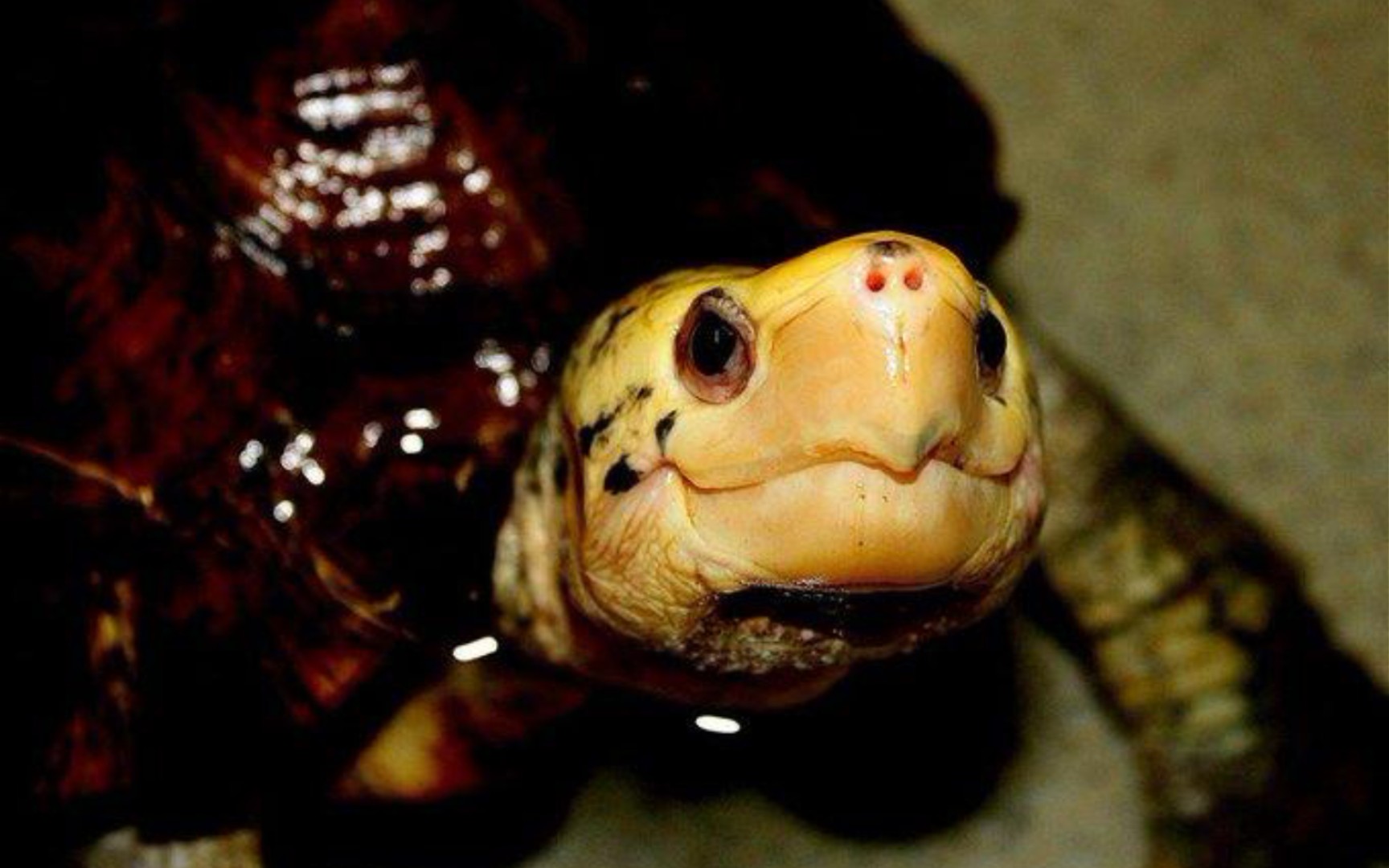 【苏拉威西白头龟】鹦鹉喙号,出击