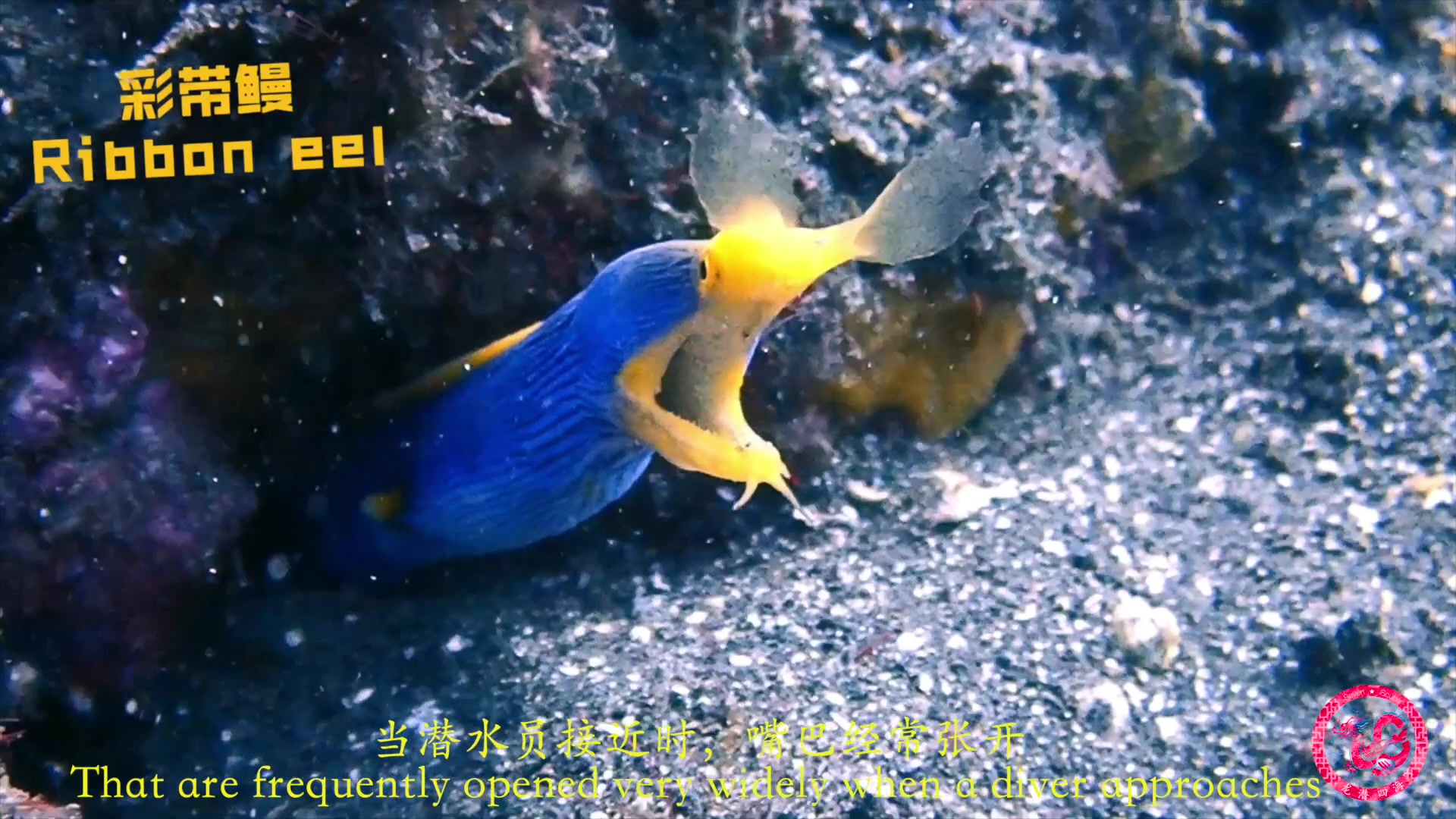 海洋生物彩带鳗五彩鳗彩虹鳗ribboneel