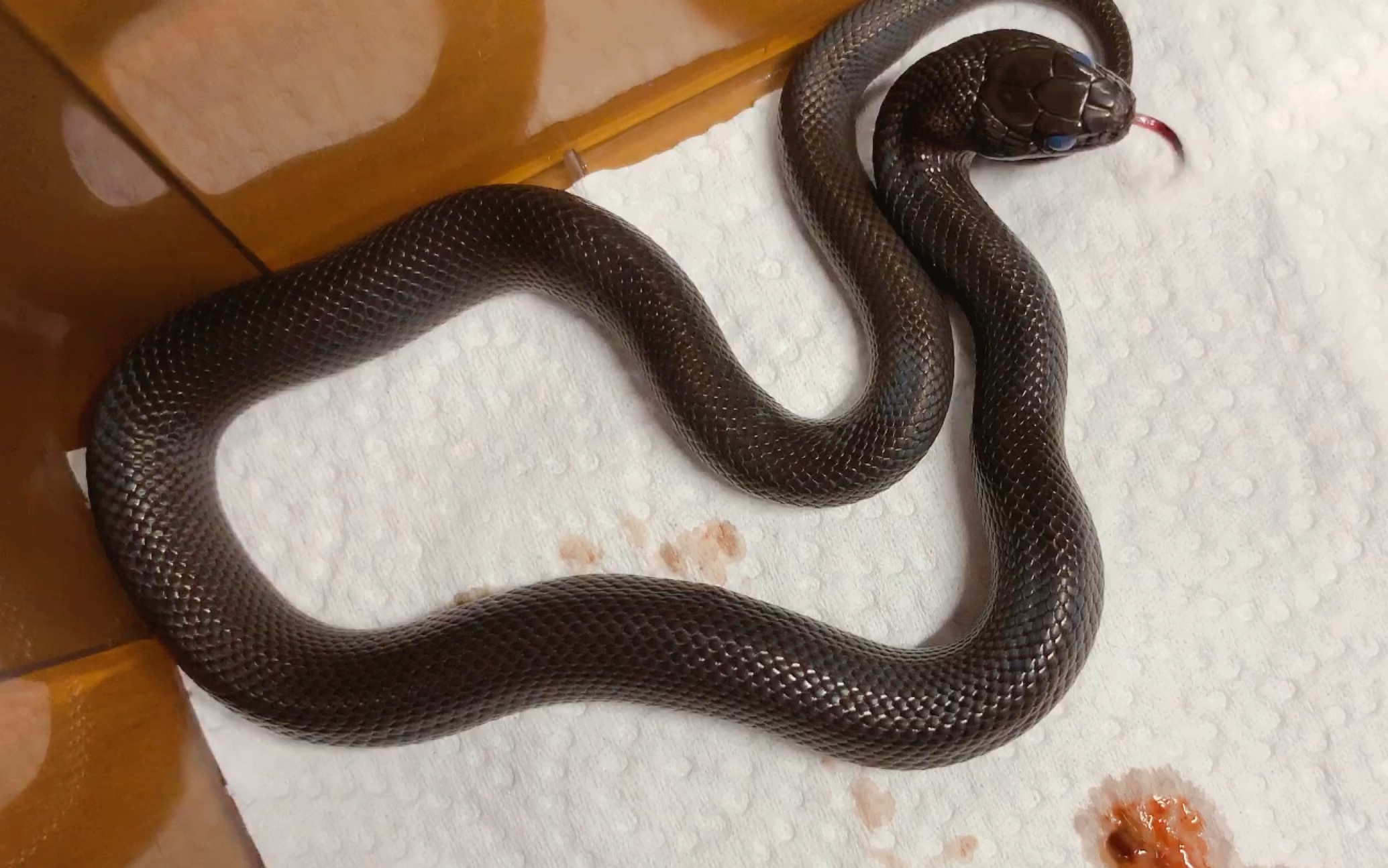【王蛇】黑王到家后第一次喂食!第一次看到蛇蒙眼!