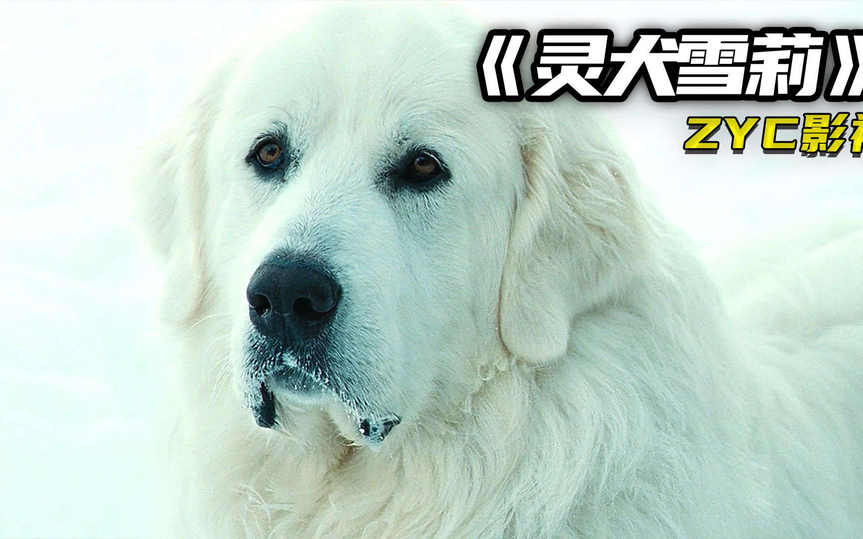 被遗弃的大狗,遇到了善良的小男孩《灵犬雪莉》
