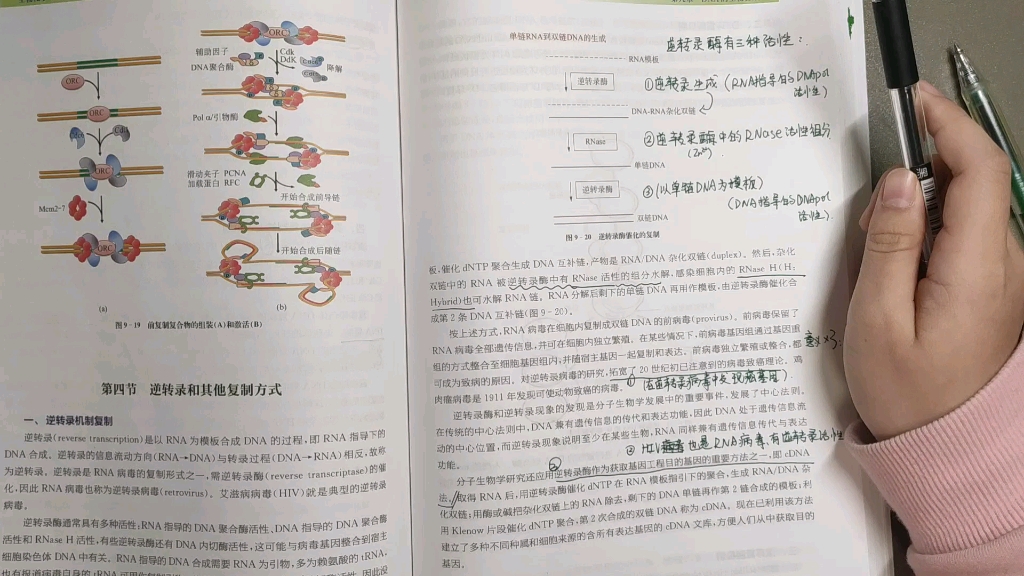 【生物化学】逆转录的过程和意义,逆转录酶的三个活性.哔哩哔哩bilibili