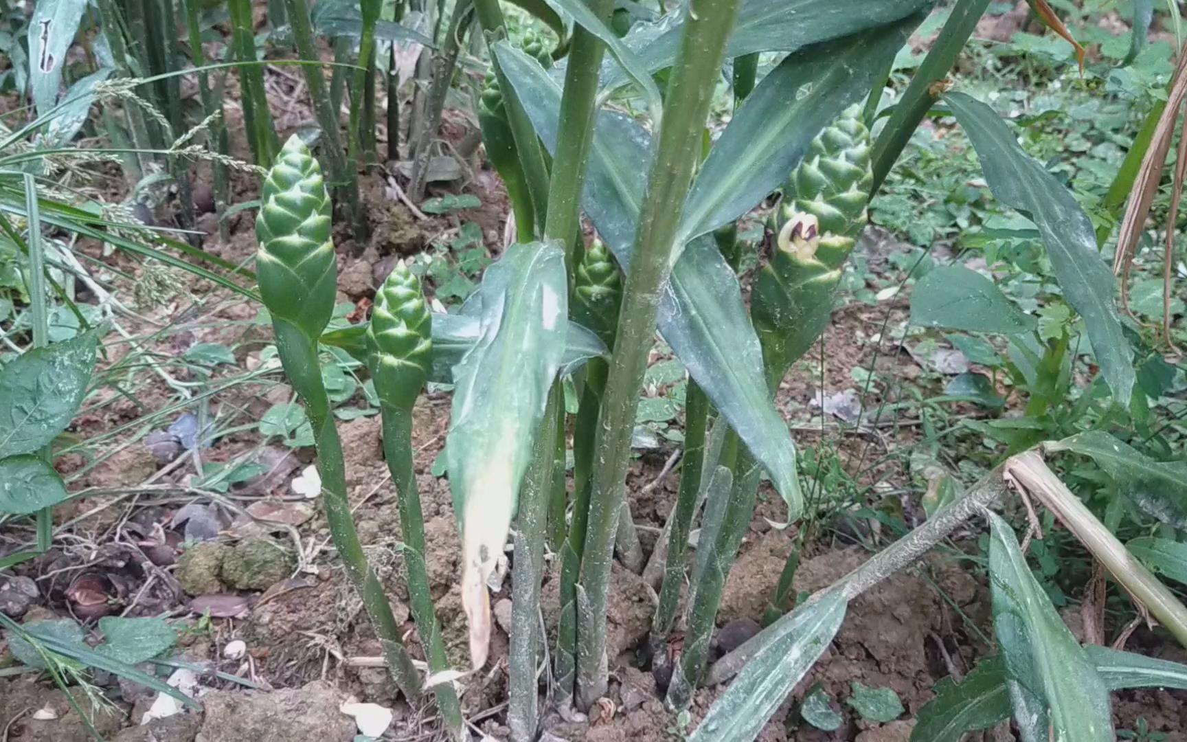 [图]姑娘上山没采到蘑菇却采到这种花，有人认识吗？拿来炒肉特别美味